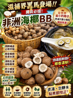 非洲海椰BB